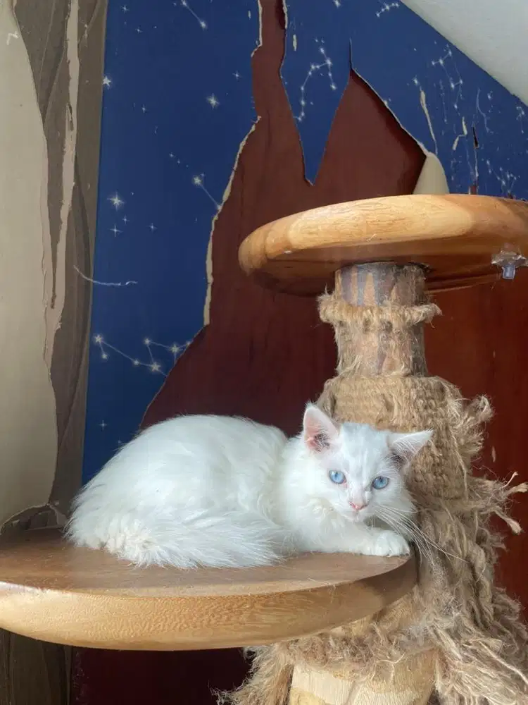 Kucing persia medium big bone