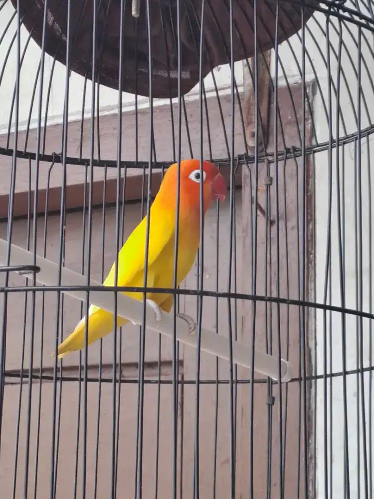 Love bird lutino jantan duda mata hitam