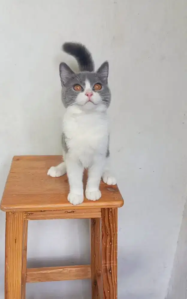 BSH kitten bicolour jantan 4 bulan