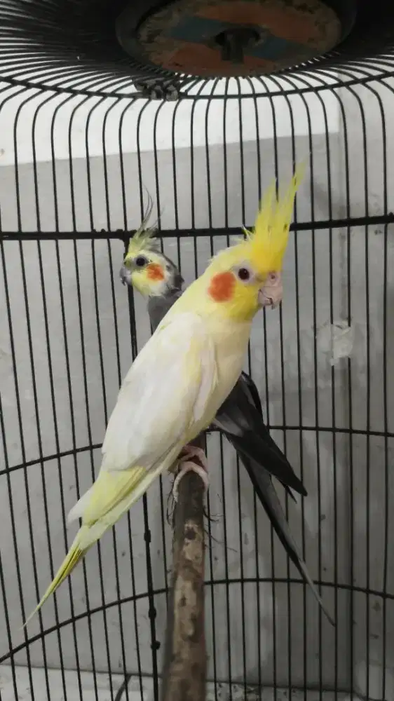 Sepasang burung falk cockatile