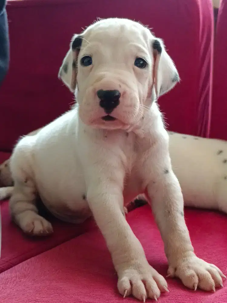 DALMATIAN PUPPY