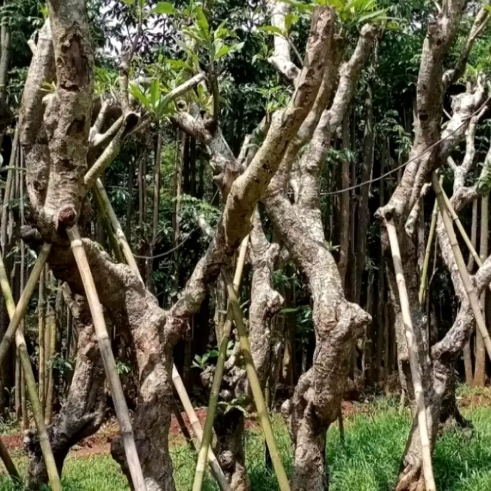 Pohon kamboja posil