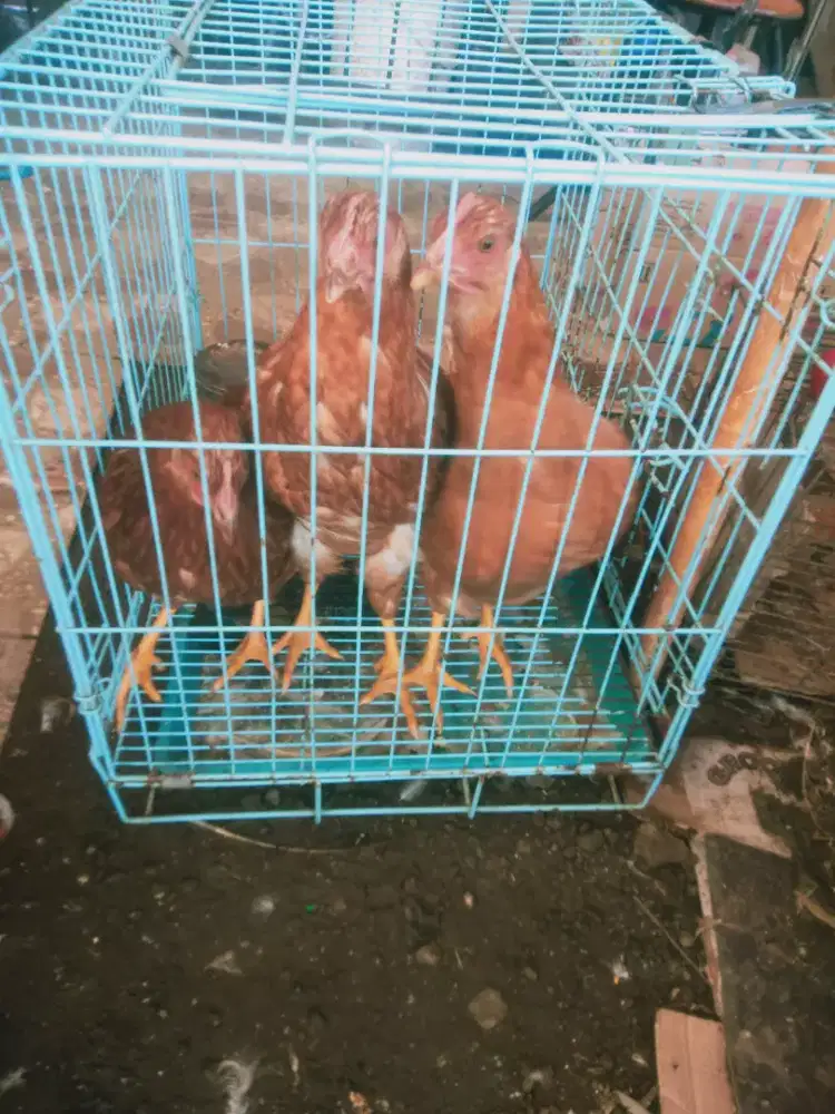 Ayam Petelur usia aman
