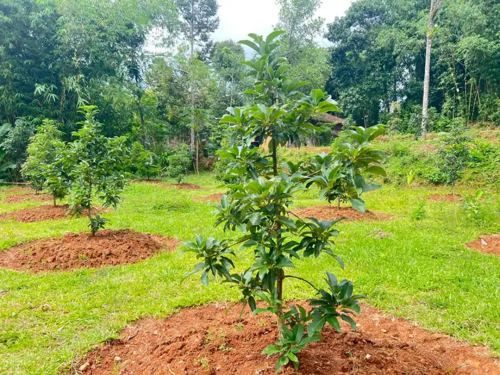 Kebun Alpukat Karanganyar Super Subur Hanya 250 Juta