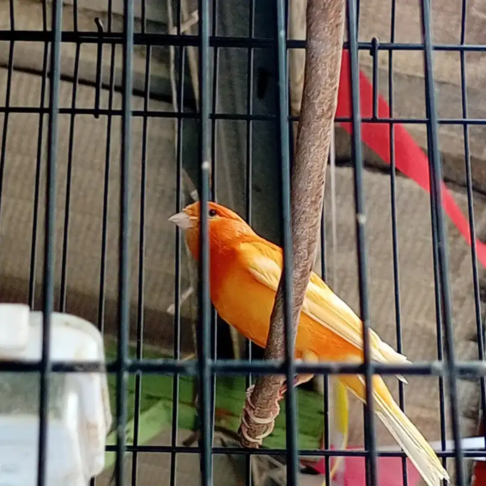 Burung kenari merah lokal ( merlok )