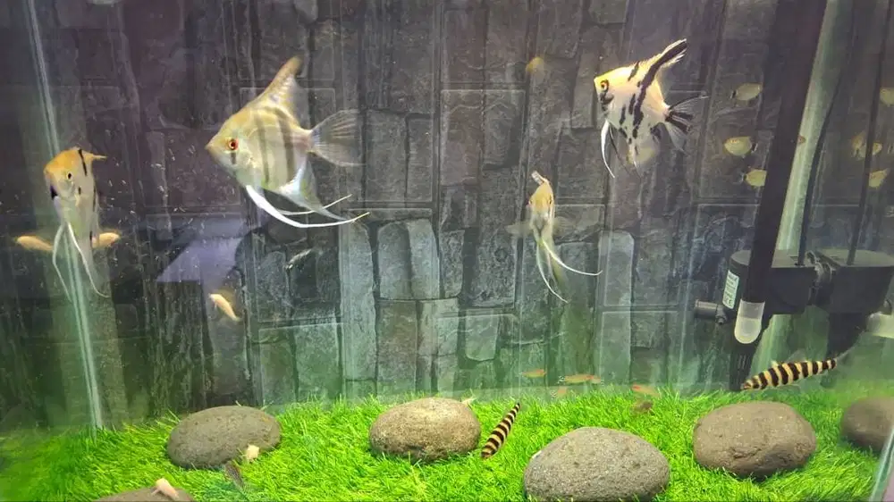 ikan hias 30 ekor borong