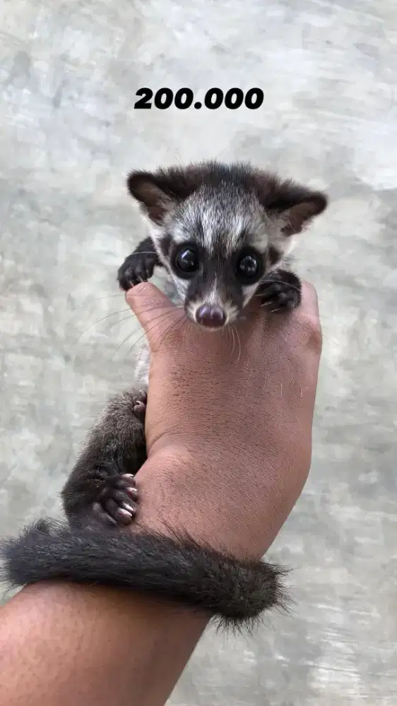 ANAKAN MUSANG JINAK