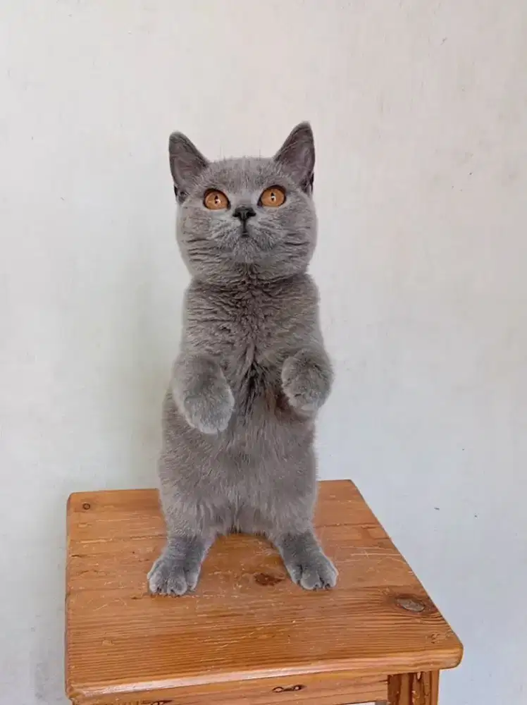 BRITISH SHORTHAIR / BSH BLUE FEMALE