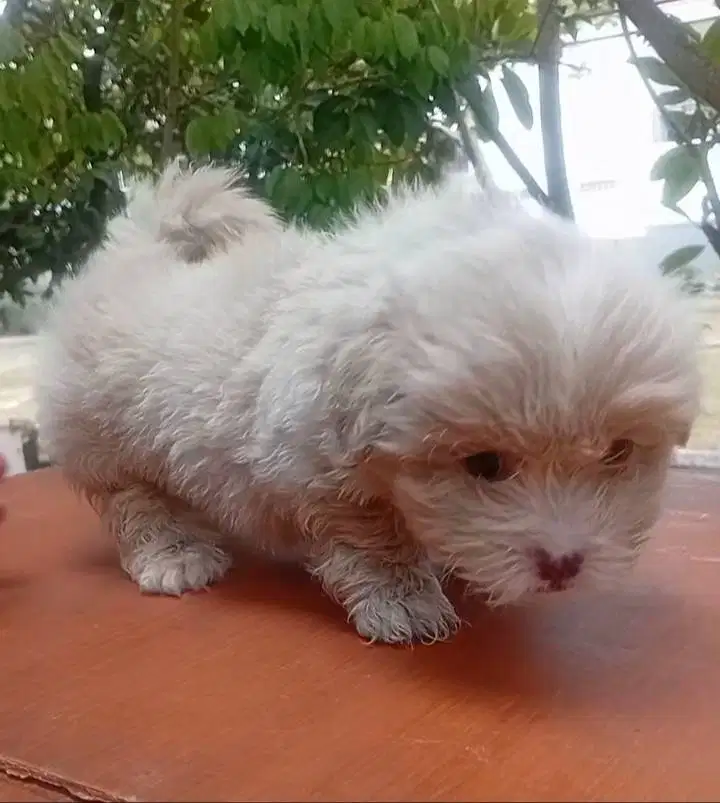 Maltese mix shitzu