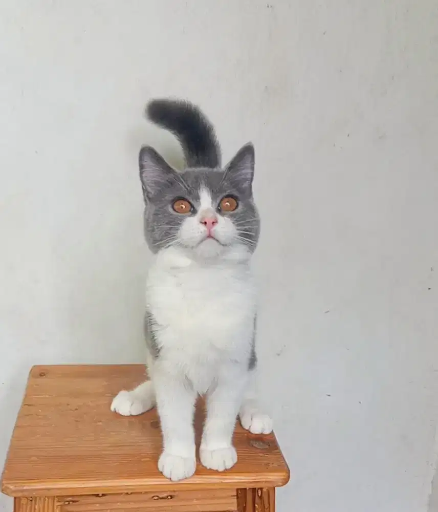 BRITISH SHORTHAIR / BSH BICOLOUR