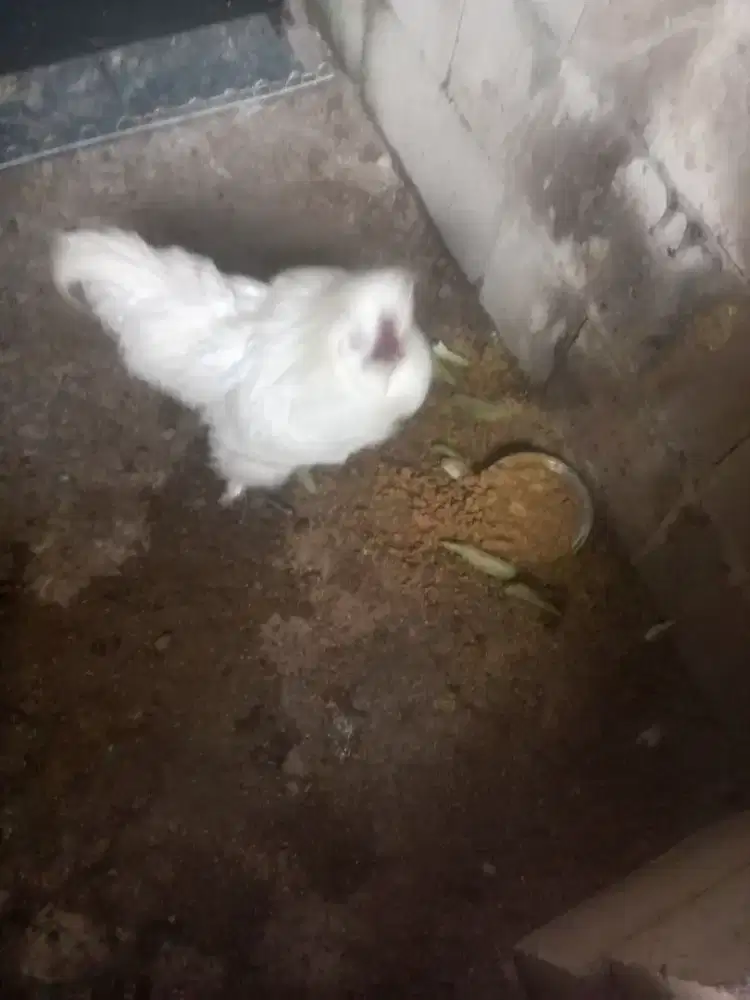 Jual macam macam ayam hias