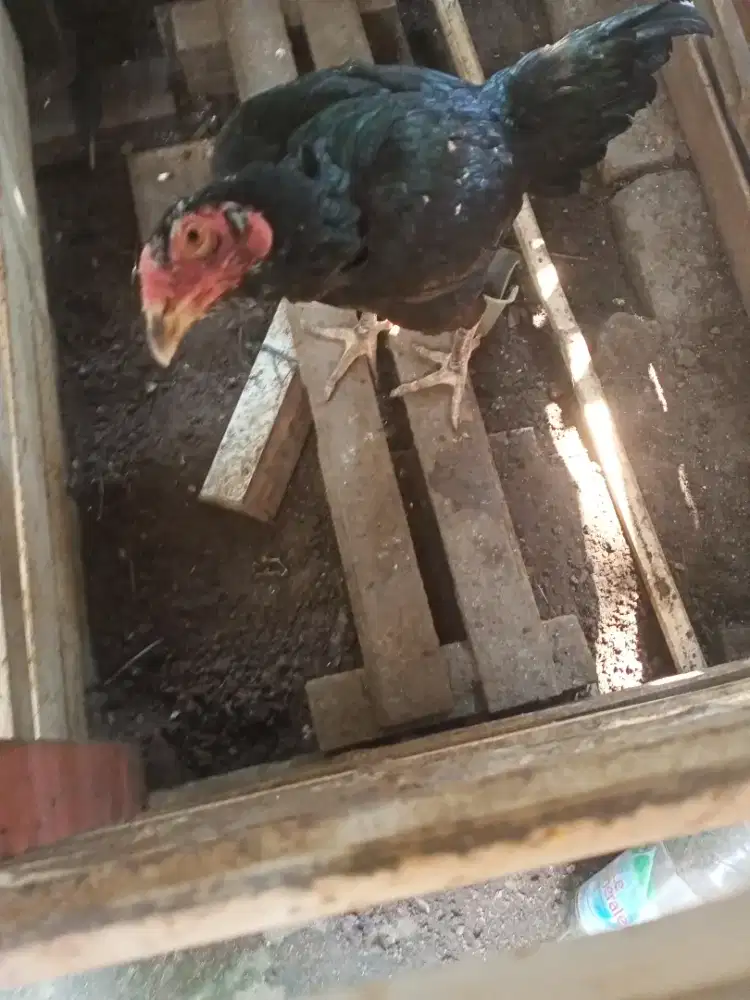 Ayam Bangkok indukan  big size telor ijo