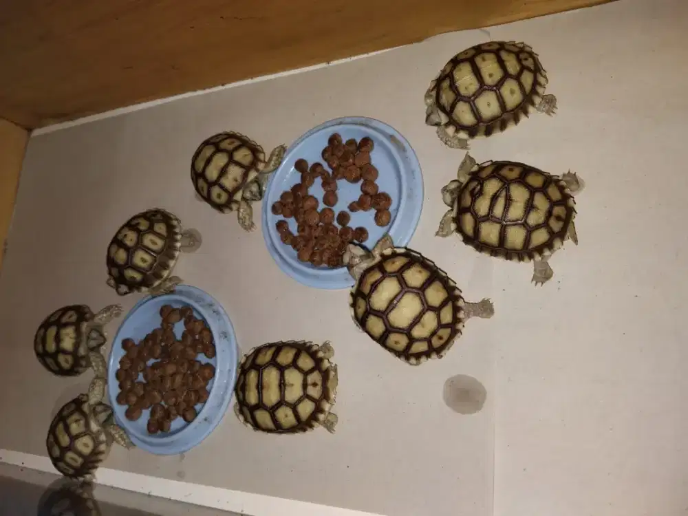 Kura Kura Sulcata