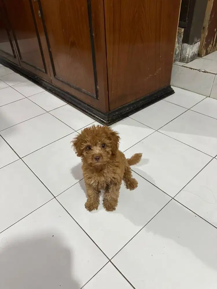 Toy Poodle Pure