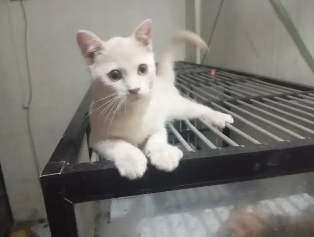 Kucing bsh jantan