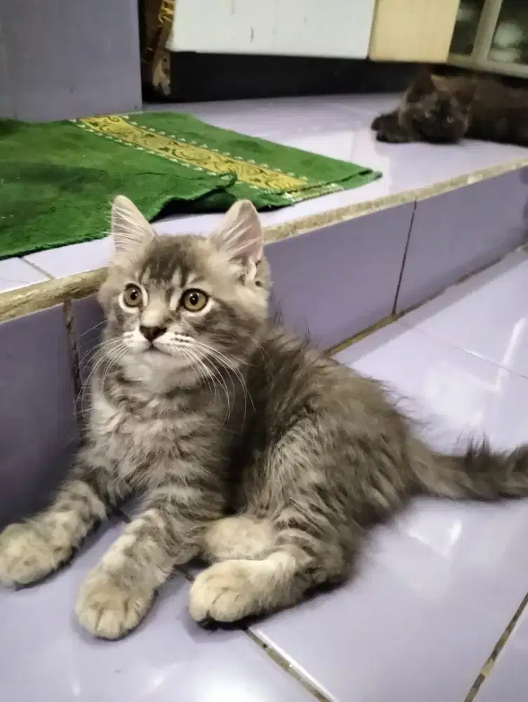 Kucing Persia medium