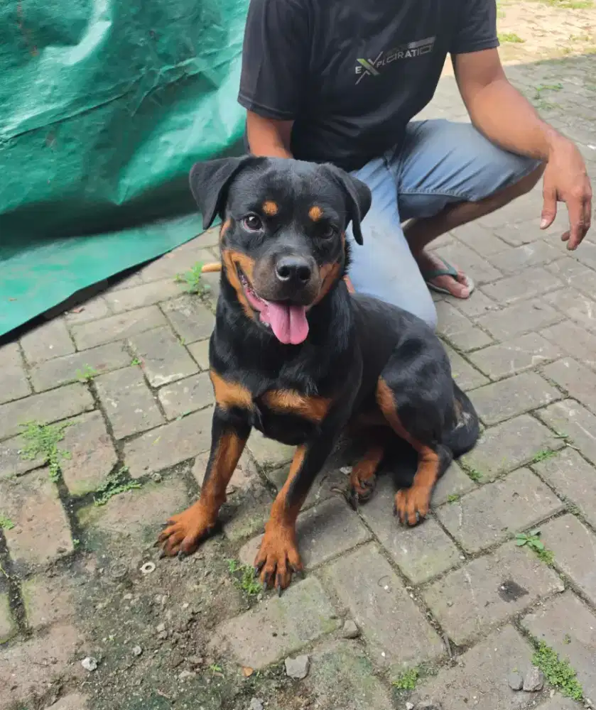 Rottweiler betina
