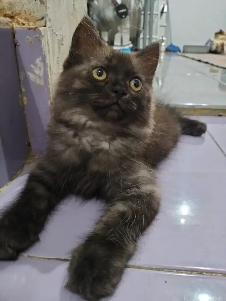 Kucing Persia betina