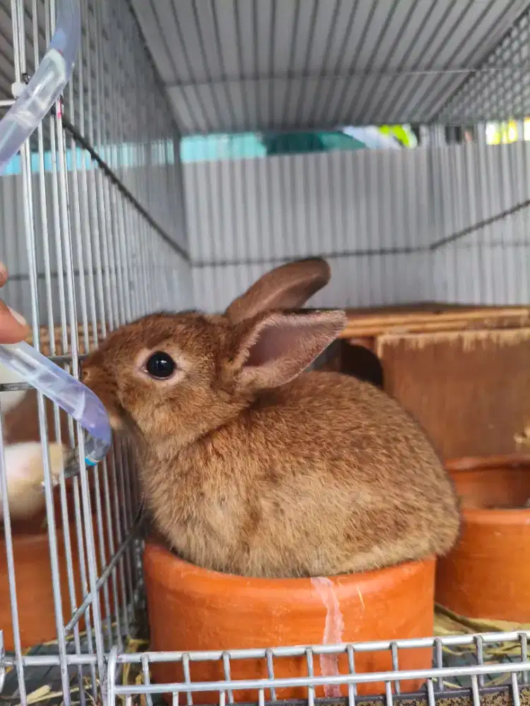 2 ekor kelinci hias mini