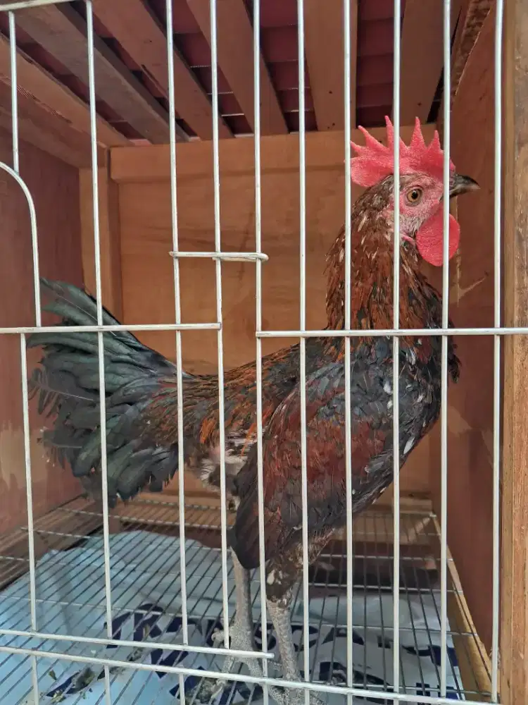 Ayam ketawa jantan durasi sambung