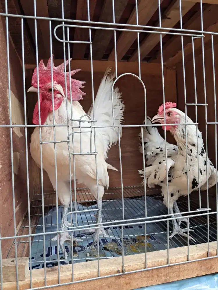 Sepasang ayam ketawa durasi