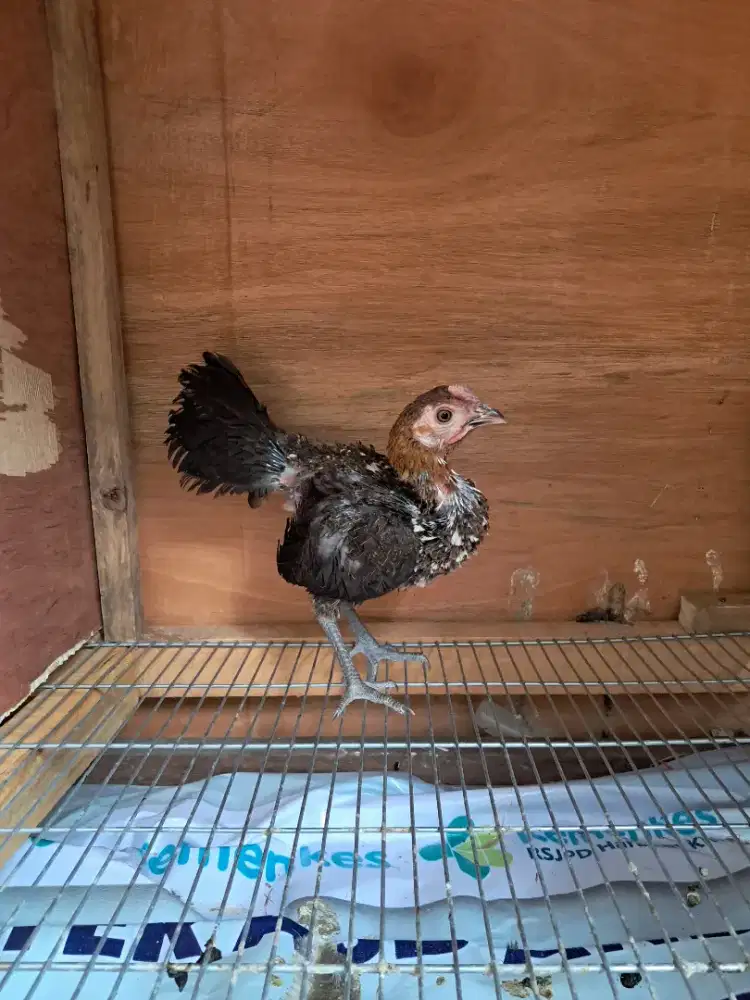 Ayam ketawa betina durasi sambung