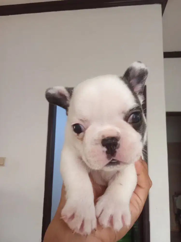 French Bulldog Jantan