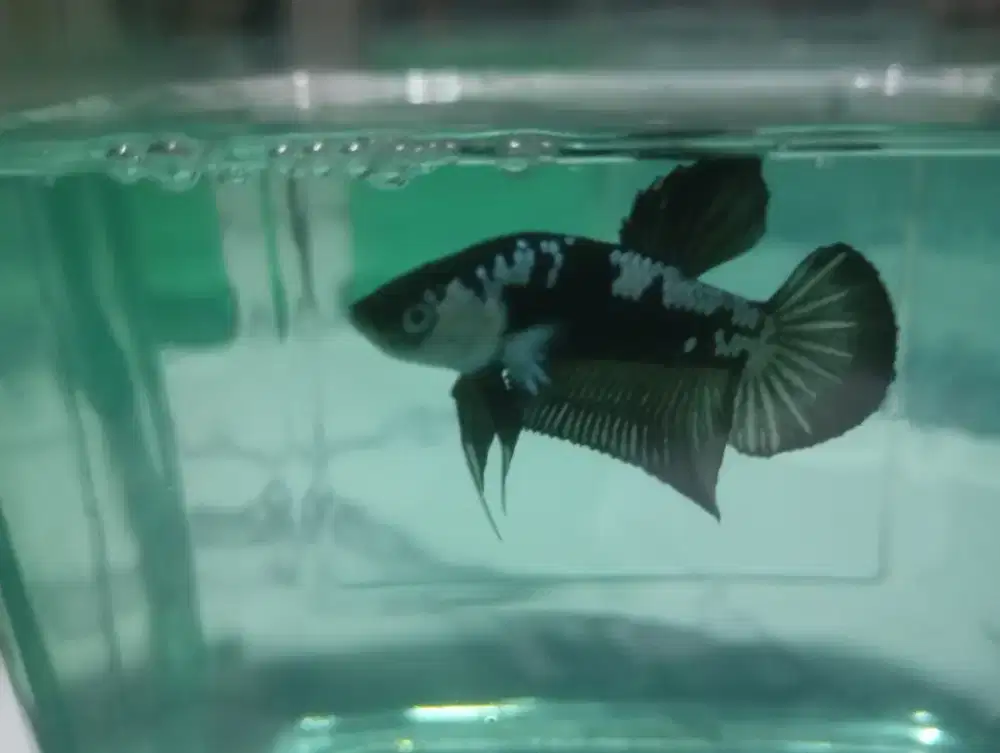 Ikan cupang hias
