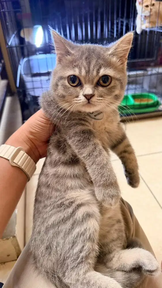 Kucing British short hair BSH