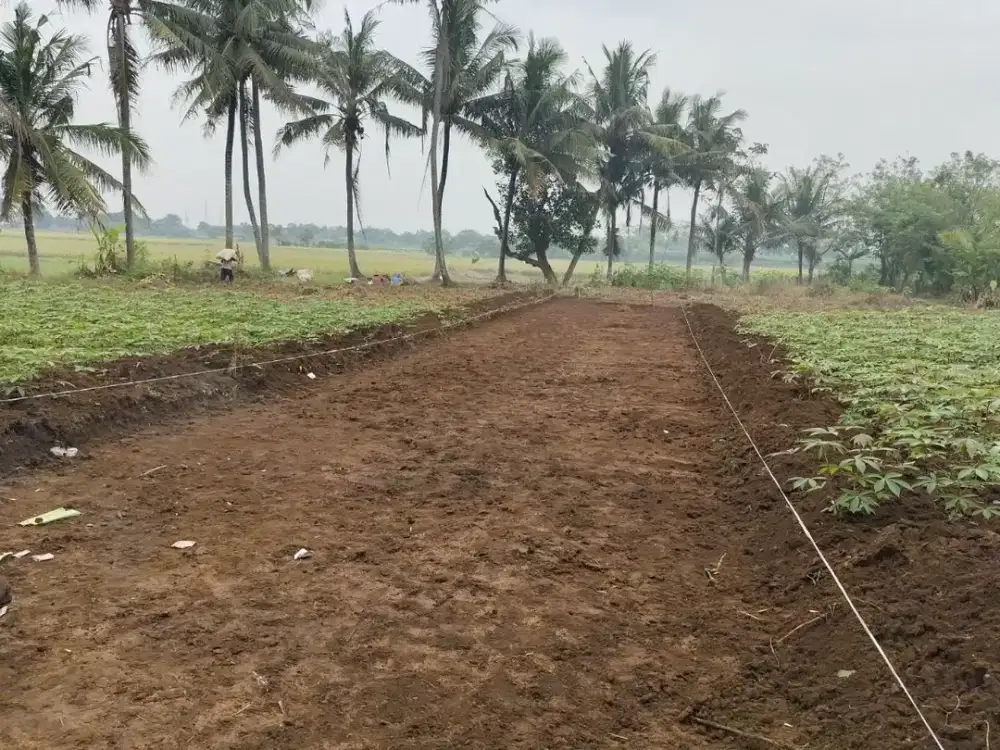 Tanah Kavling SHM 70Jtan di Sindang Jaya - 10 Menit Suvarna Sutera - Cocok Invest/Hunian - Bisa Cicil 30 Kali Tanpa Bunga