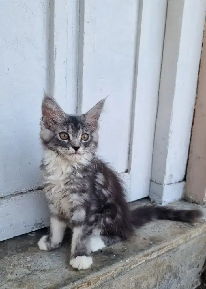 Kitten Maine Coon