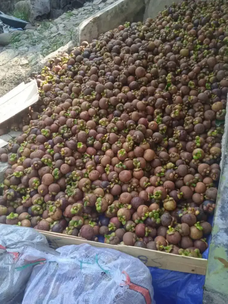 BUAH MANGGIS TERMURAH