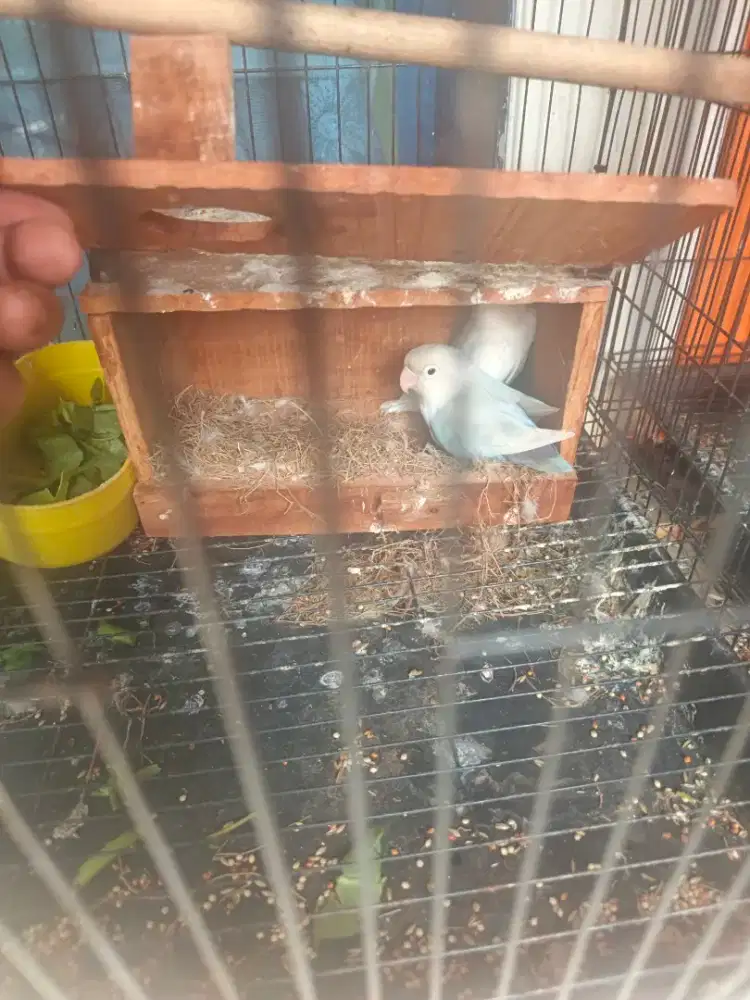 Lovebird sepasang udah pernah produksi 1x burja