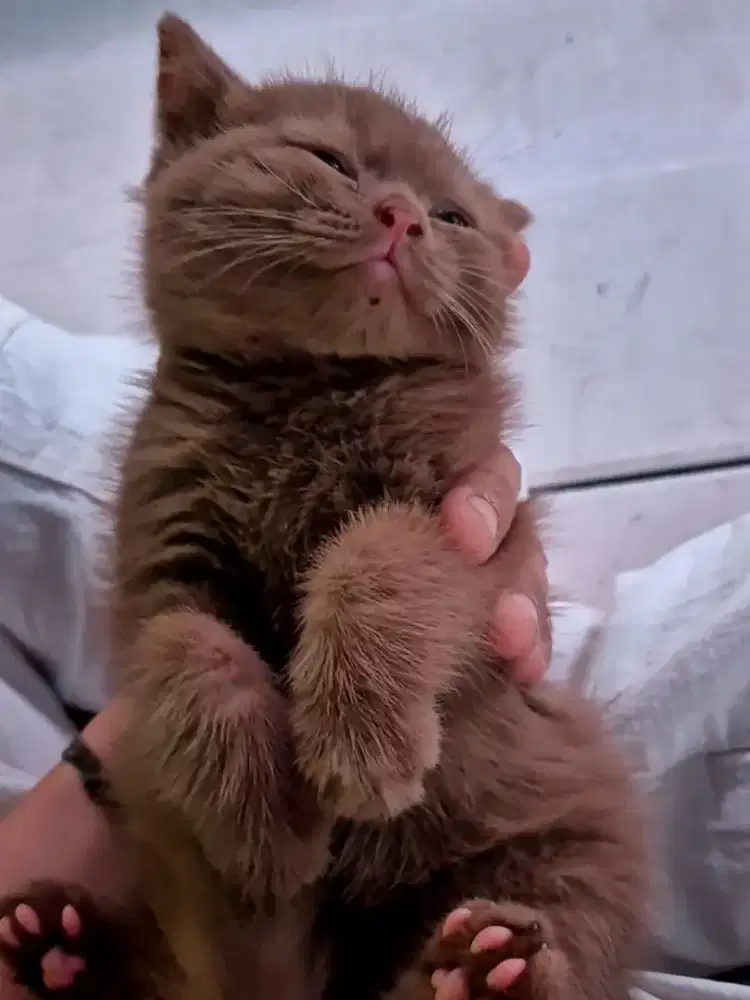 Kitten BSH Cinnamon No Ped Termurah