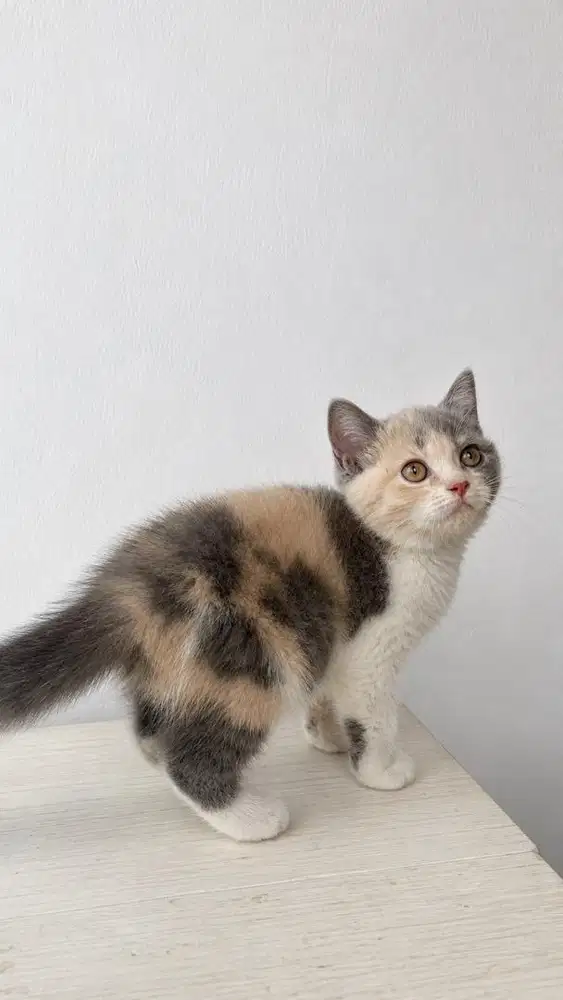 BSH CALICO DILUTE BRITISH SHORT HAIR KUCING CALICO ABU