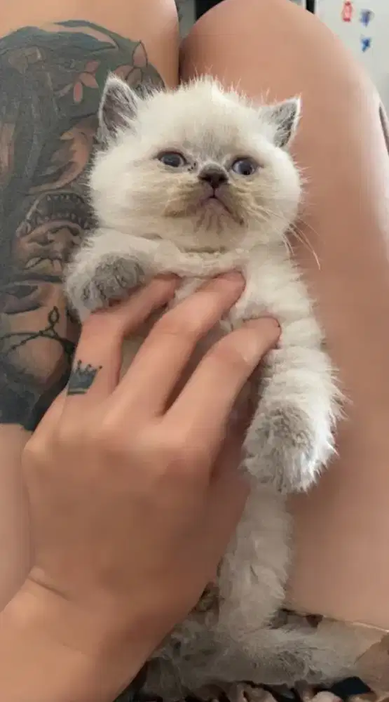 Lepas adopt 

Kitten British Longhair Colorpoint