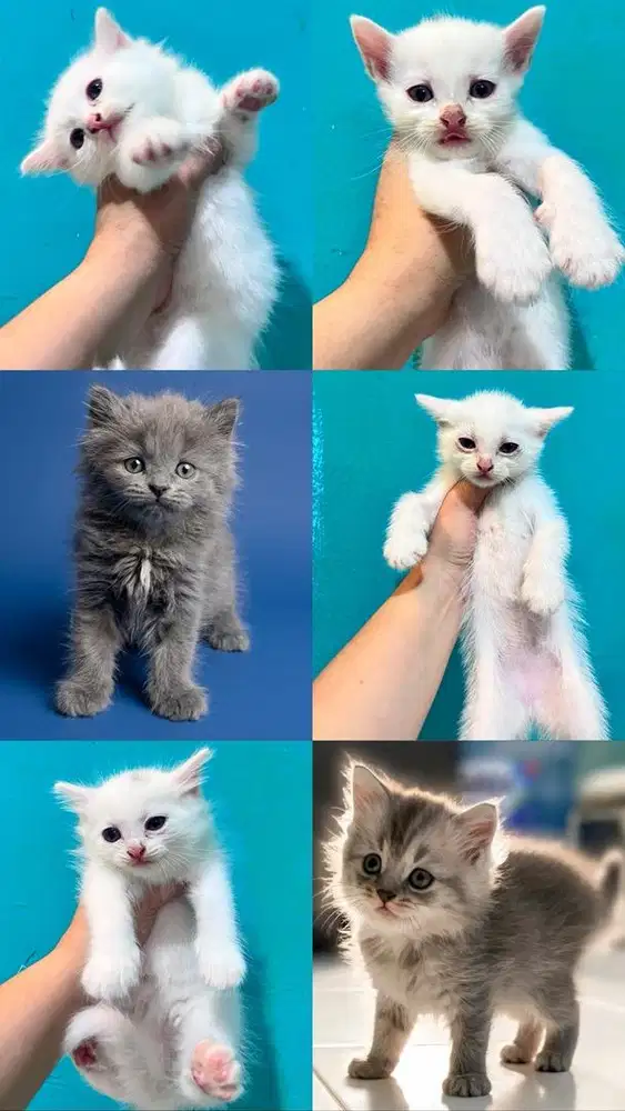 Open adopt kitten persia