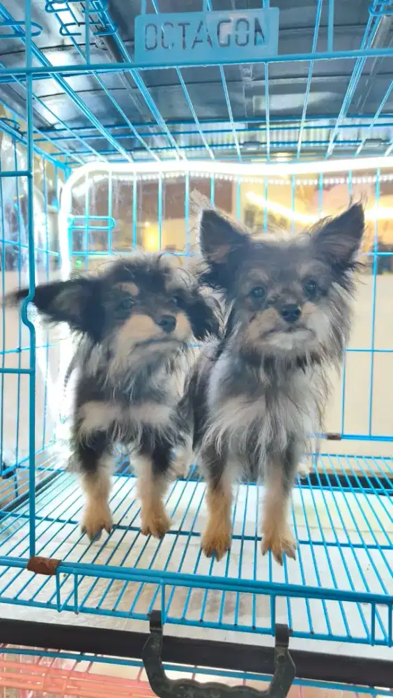 Pomeranian x Poodle