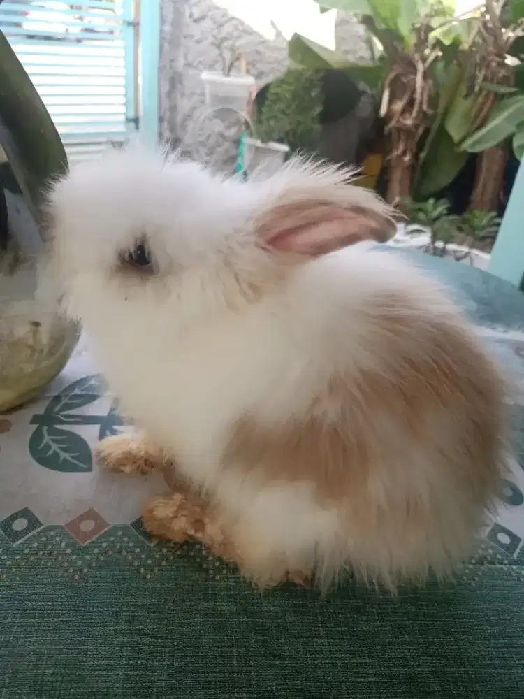 Kelinci cantik, lucu