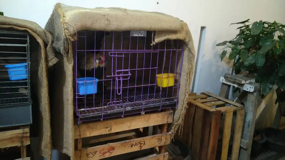 ayam hutan merah sumatera ori jalak