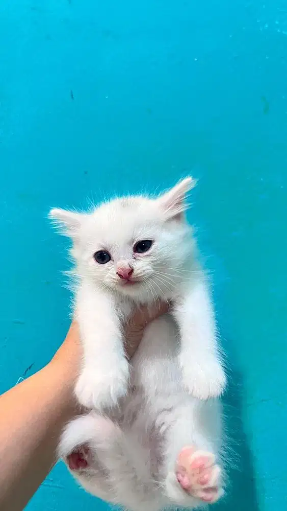 Open adopt kitten persia