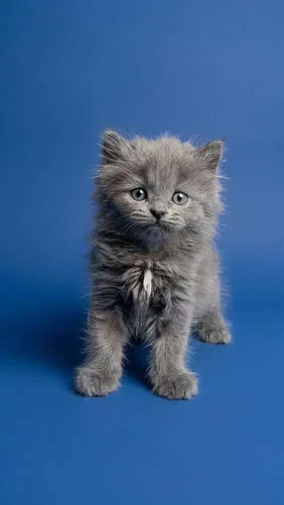 Open adopt kitten persia
