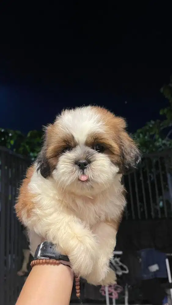 Anak anjing shih tzu