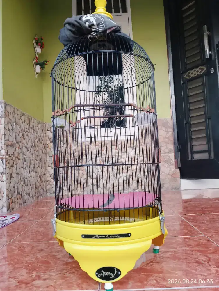 Kandang kapsul tebok PVC dan Burung konin