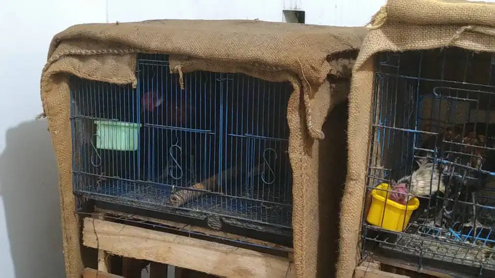 ayam hutan merah sumatera ori