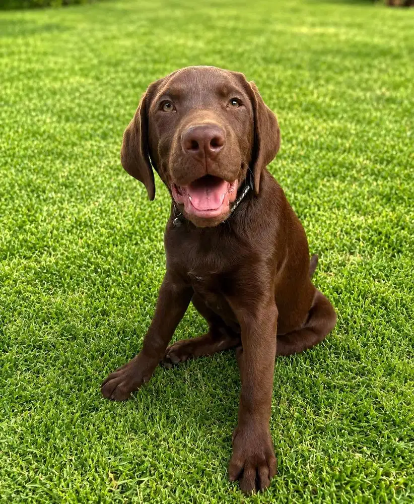 Labrador (Choco)