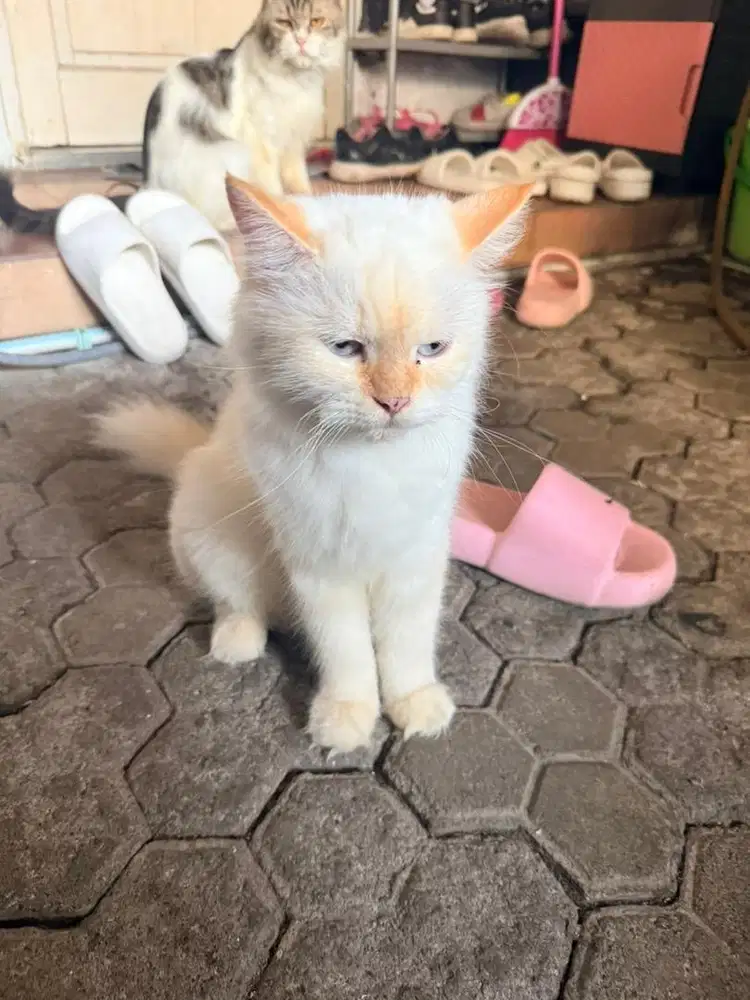 kucing persia borongan