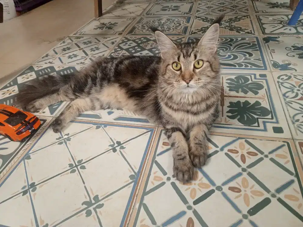 For sale...Pure Maine Coon betina