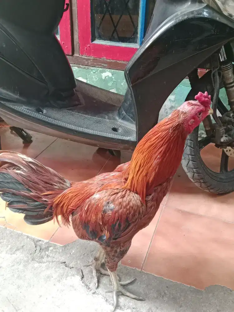 Ayam bangkok x pakhoy