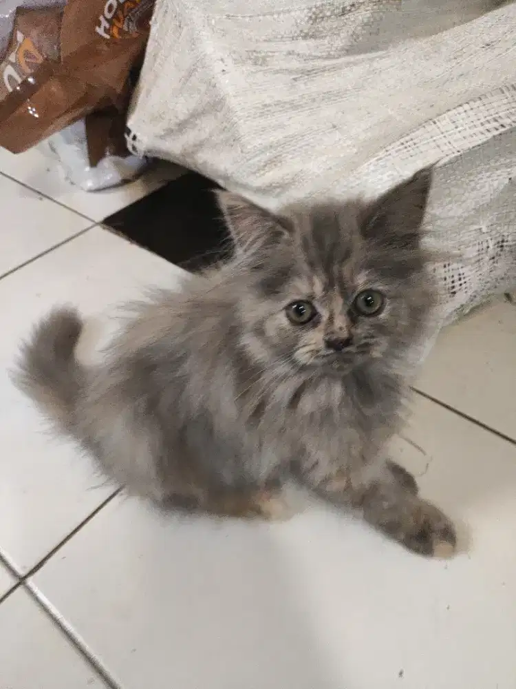 Lepas Adopsi Kitten Persia Himalaya Betina